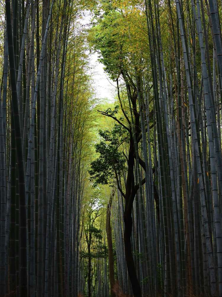 京都嵐山の竹林